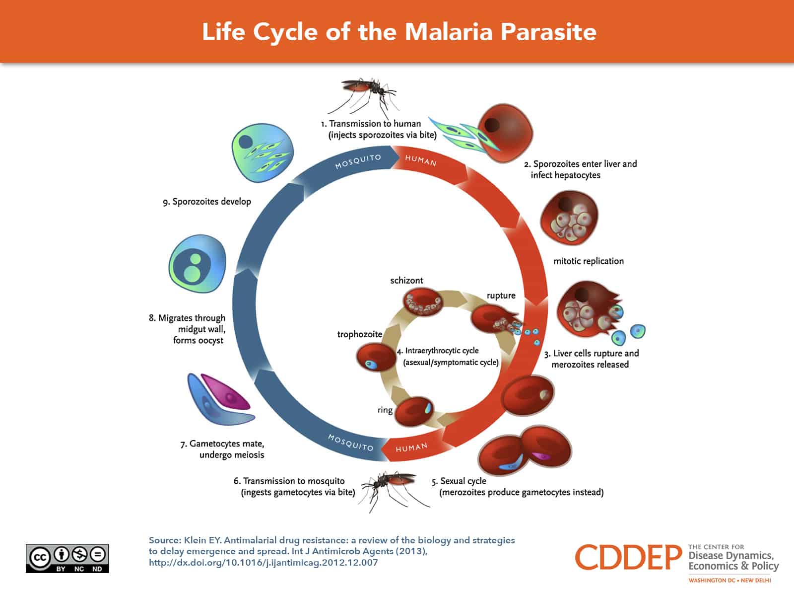 malaria life cycle research paper