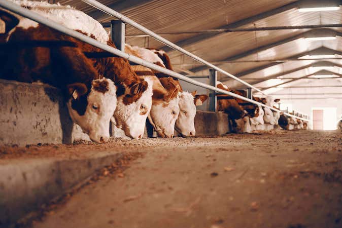 A side view of calves eating indoors on a farm