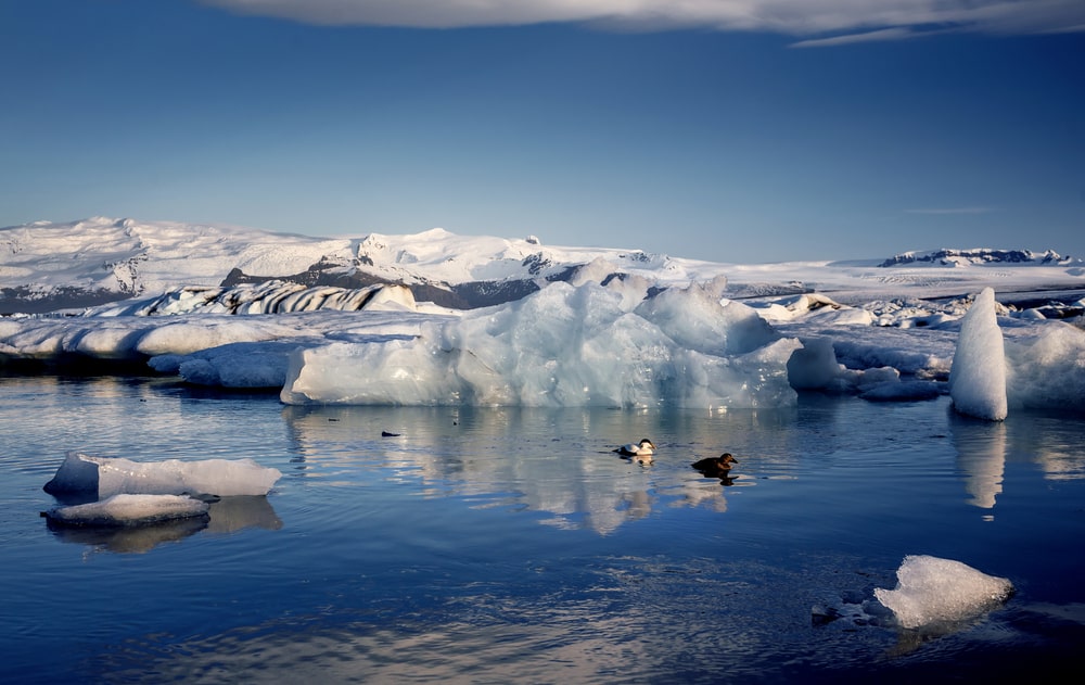 Icey land and glacier in Antarctica, surrounded by water, with some birds floating in it.