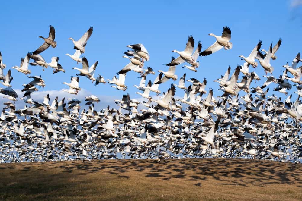 A flock of wild birds over land with a blue sky in the background