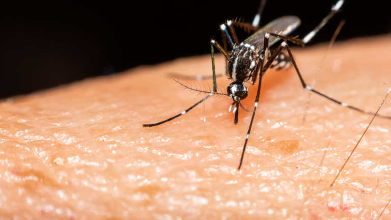 Mosquito biting human skin