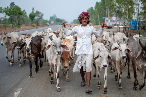 Man in india walking with cows behind him
