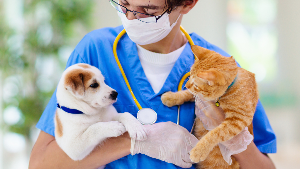 Person in scrubs and face mask holding a puppy and kitten
