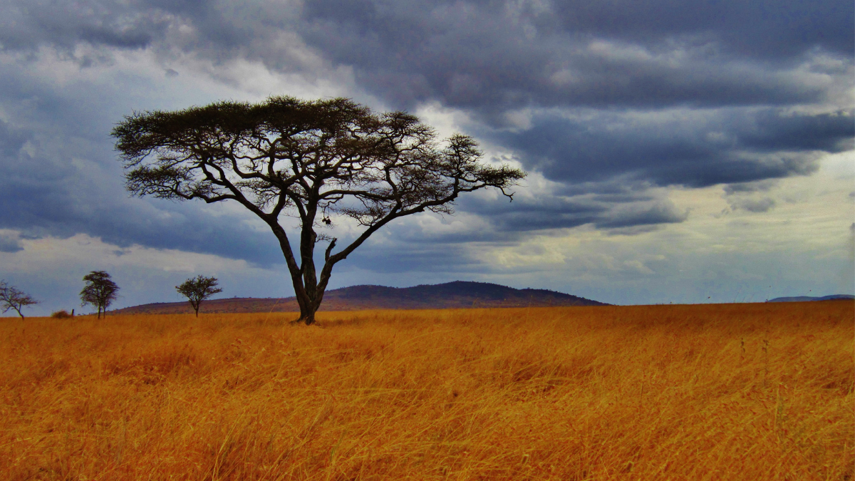 Acacia tree in the Serengeti