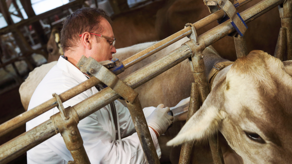 vet injecting antibiotics into a cow