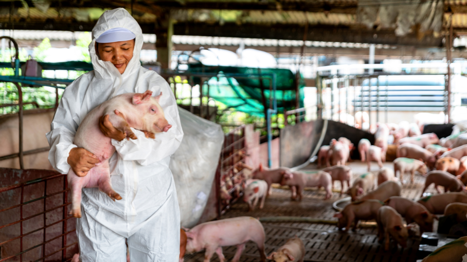 Women holding a pig in an industrial pig pen
