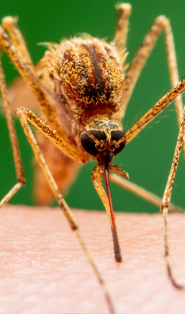 Close up mosquito