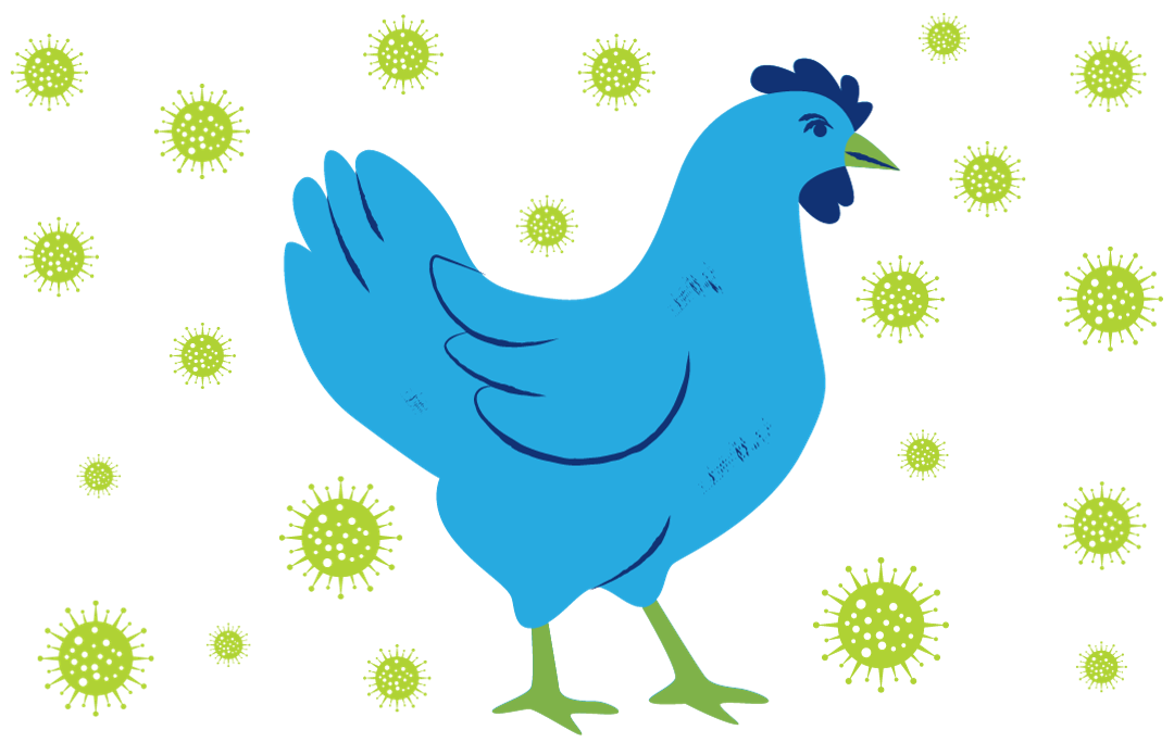 A chicken with little virus icons all around