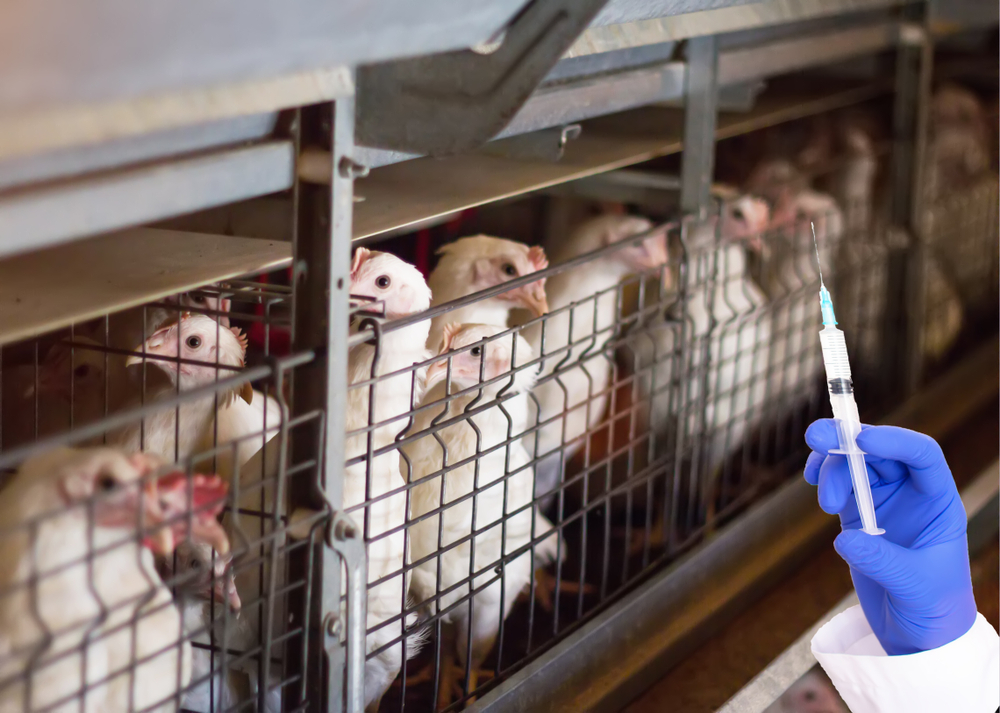Caged Chickens with a gloved hand with syringe filled with antibiotics in front
