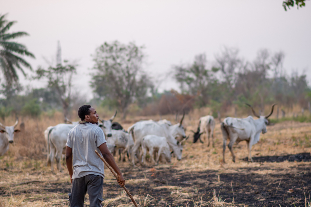 Man herding cows in Nigeria