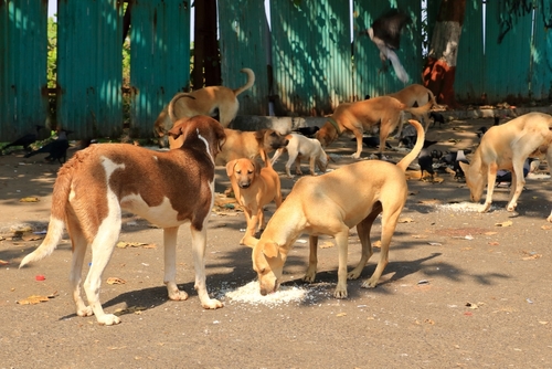 Stray,Dogs,Eating,Rice,In,Mumbai,In,India