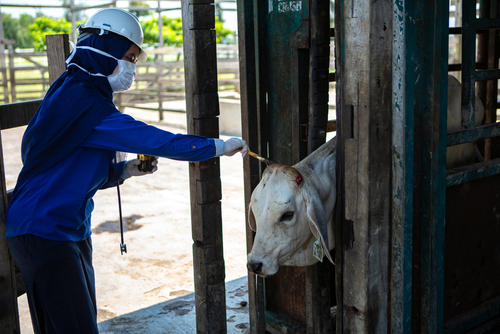 Woman injecting antibiotics into cattle who just had horns removed.
