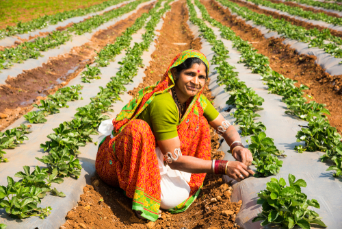 Woman in sari picking strawberries in a field