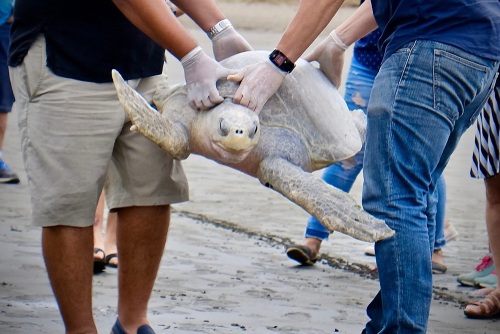 Men carrying a turtle in costa rica for rehabilitation