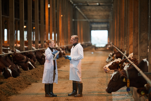 Two doctors in conversation in the middle of a row of cows on a dairy farm.