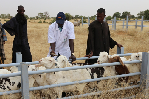 Man vaccinating a sheep on a farm