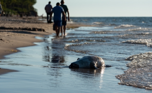 A dead seal on a beach with people walking away