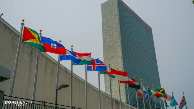 Image of flags in front of the UN building in New York