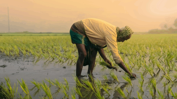 Rethinking Agricultural Subsidies