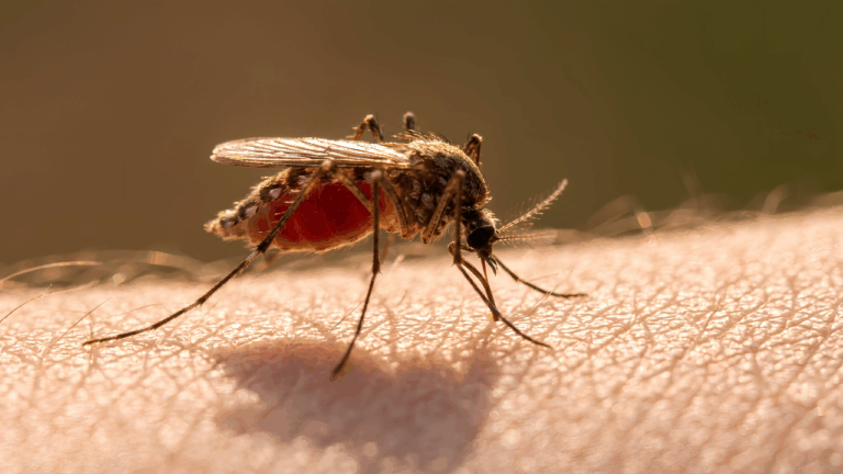 Mosquito-borne diseases