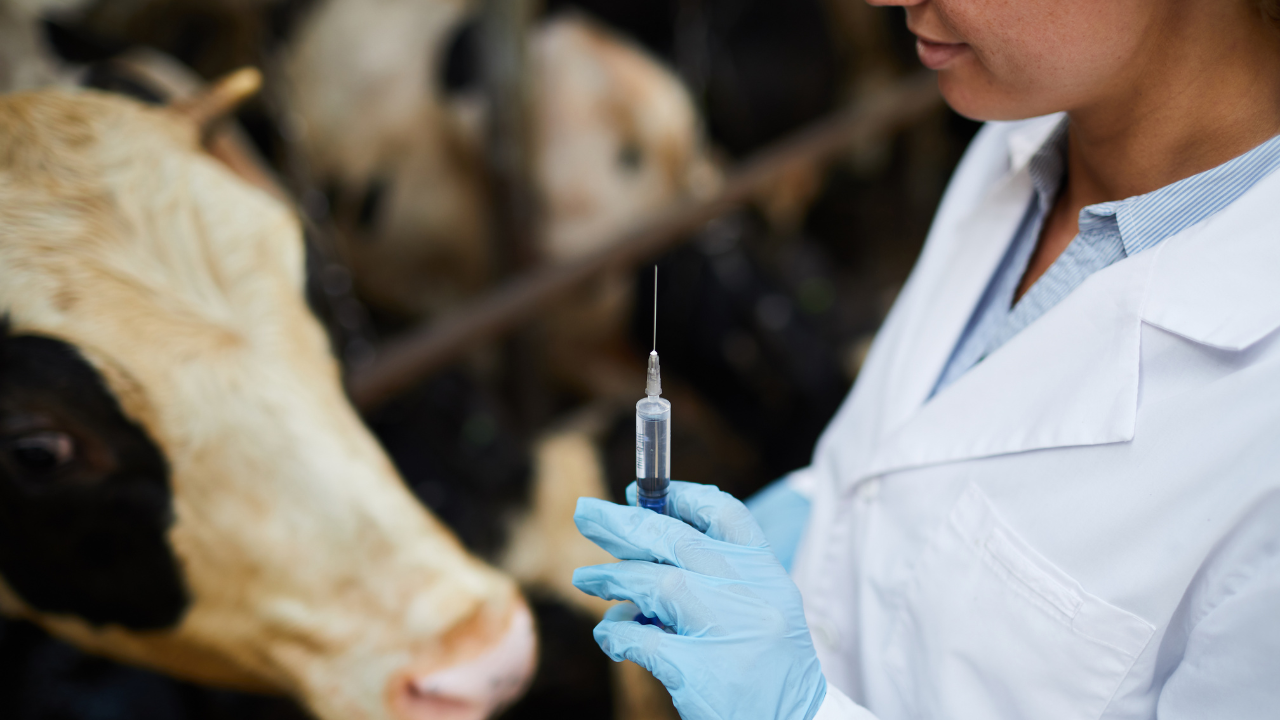 A woman giving a cow a vaccine