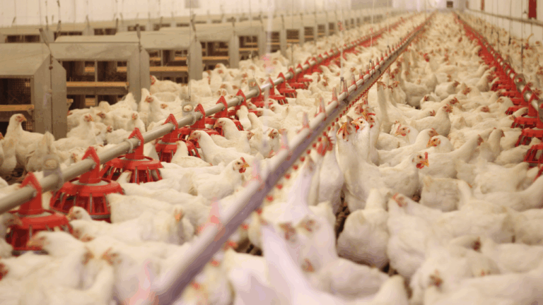Poultry farm