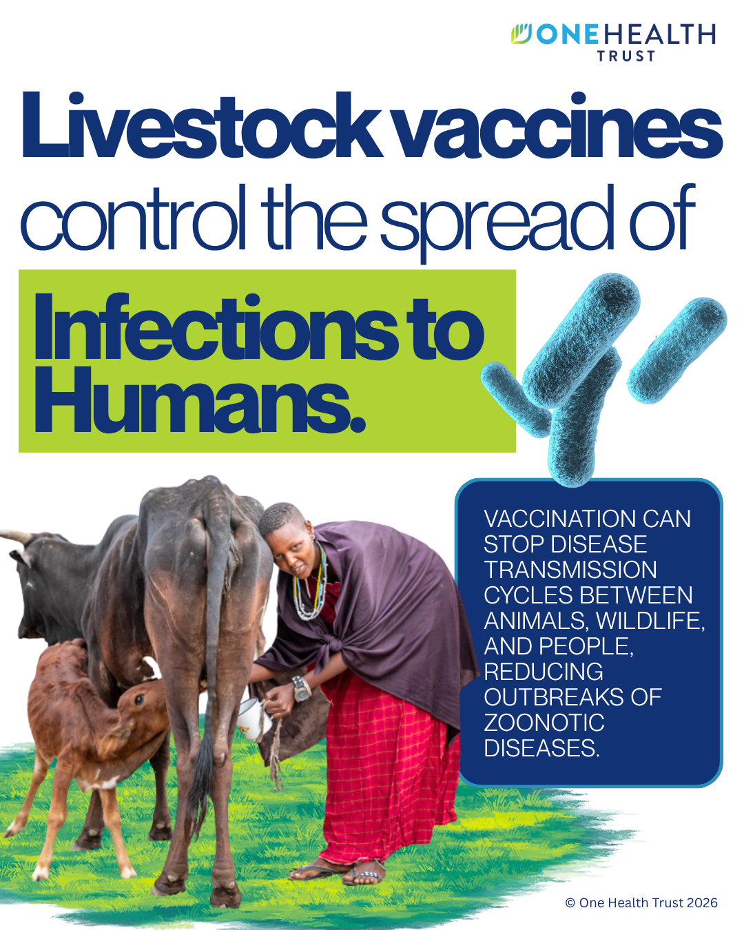 Livestock vaccines control the spread of infections to humans 