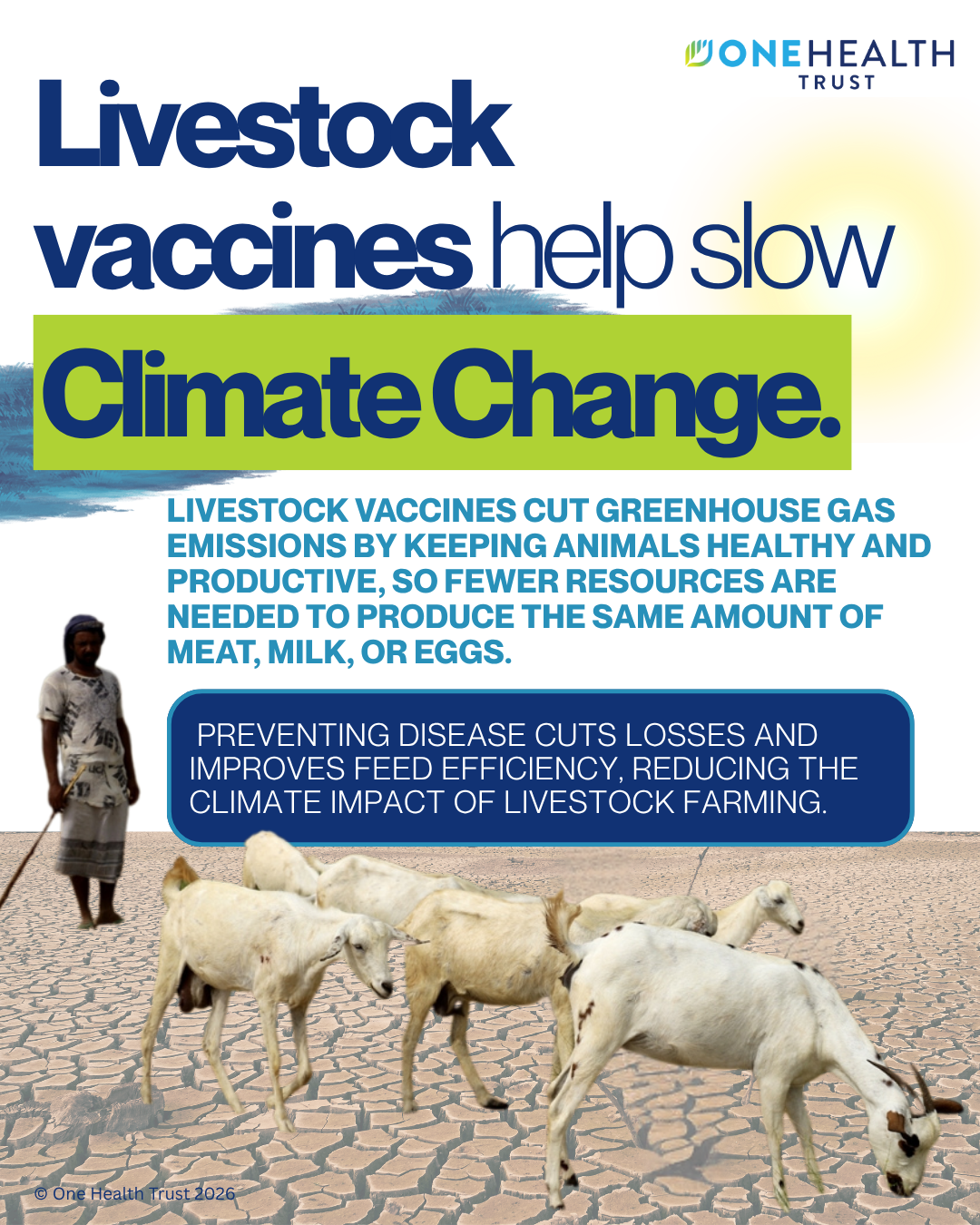 Livestock vaccines help slow climate change 