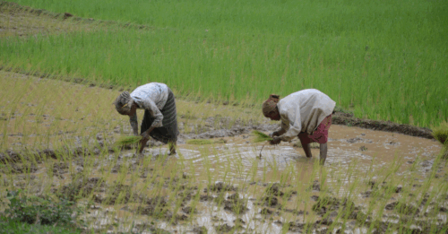 Farming in India