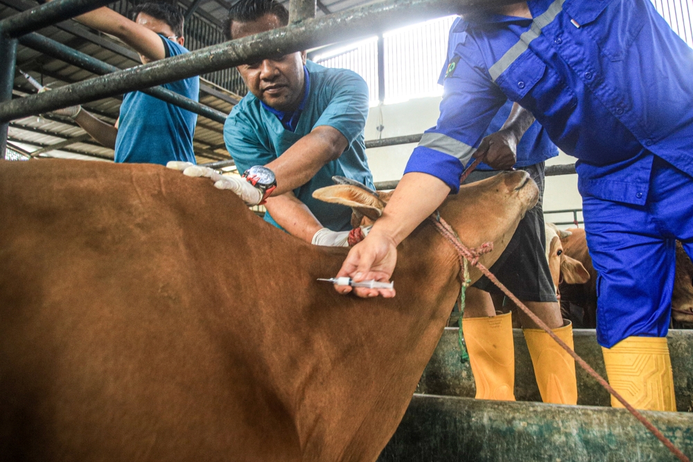 Cow receiving vaccination